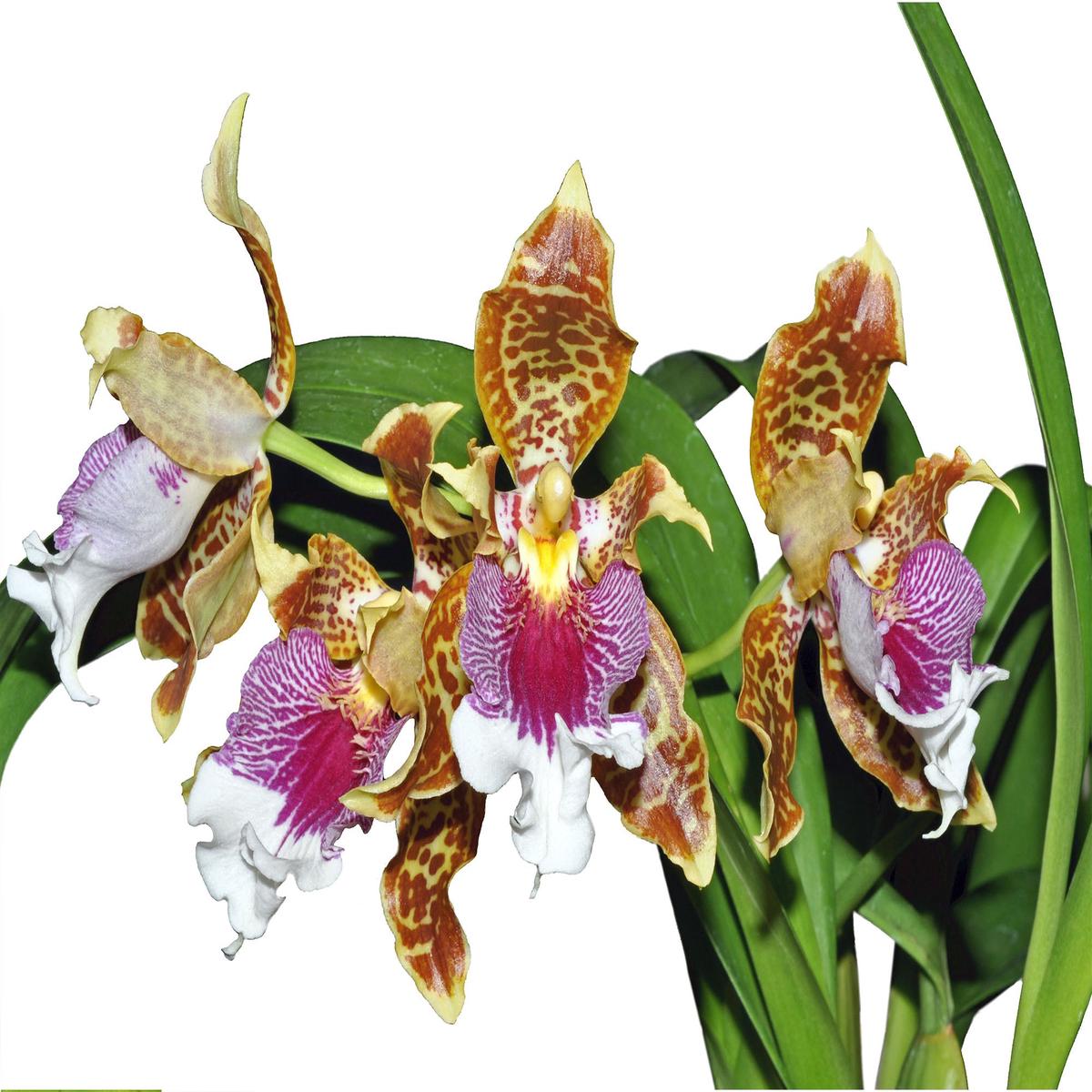 Oncidium harryanum