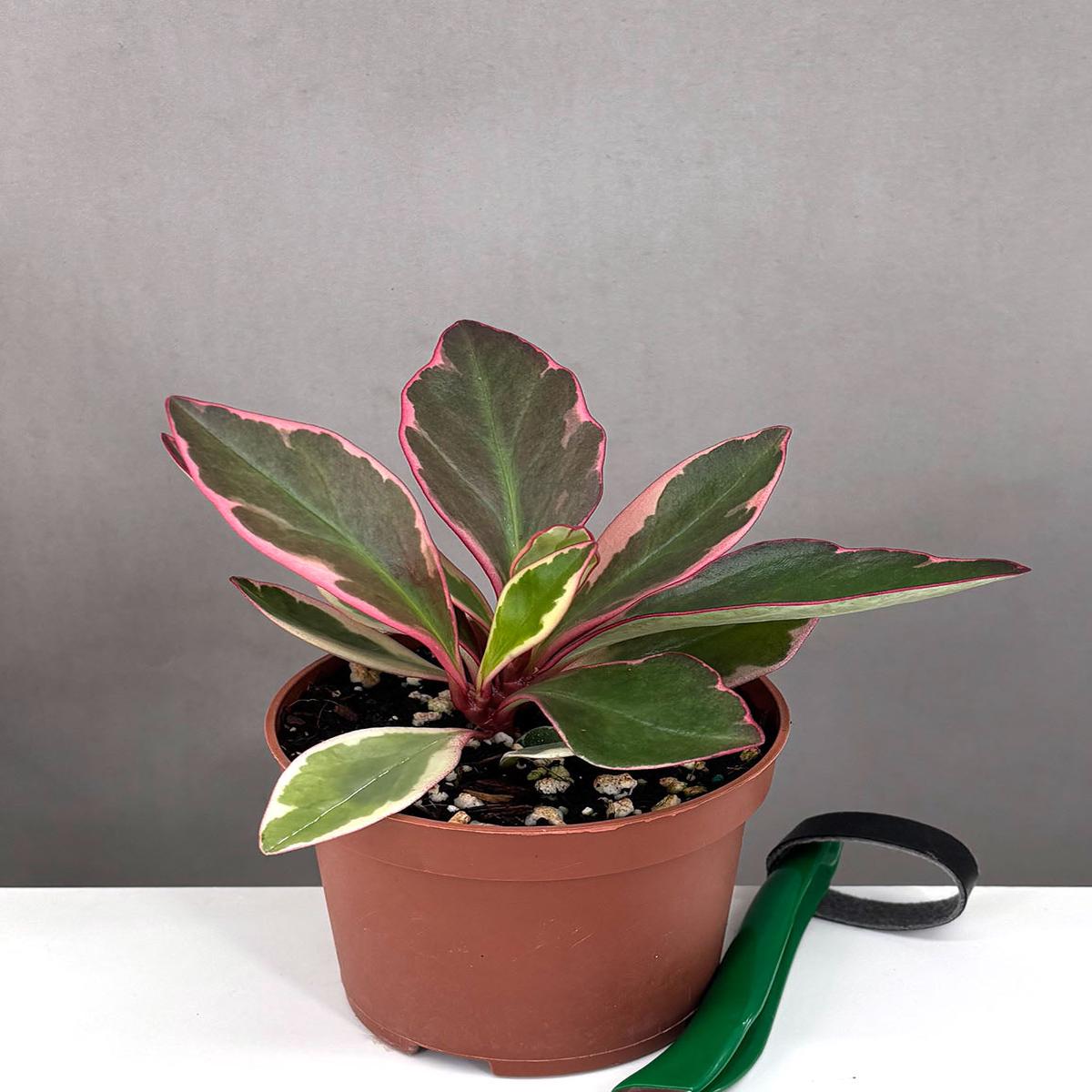 Peperomia Ginny