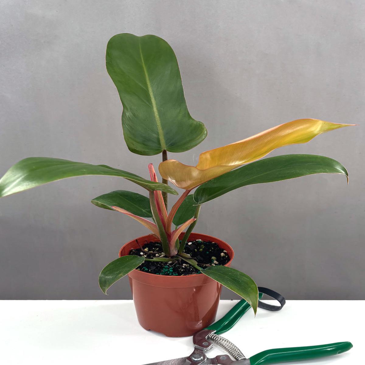 Philodendron Sayaka