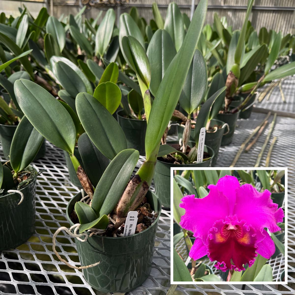 Rlc. Mitsuo Akatsuka 'Volcano Queen' (5.5" Pot) - Not Blooming