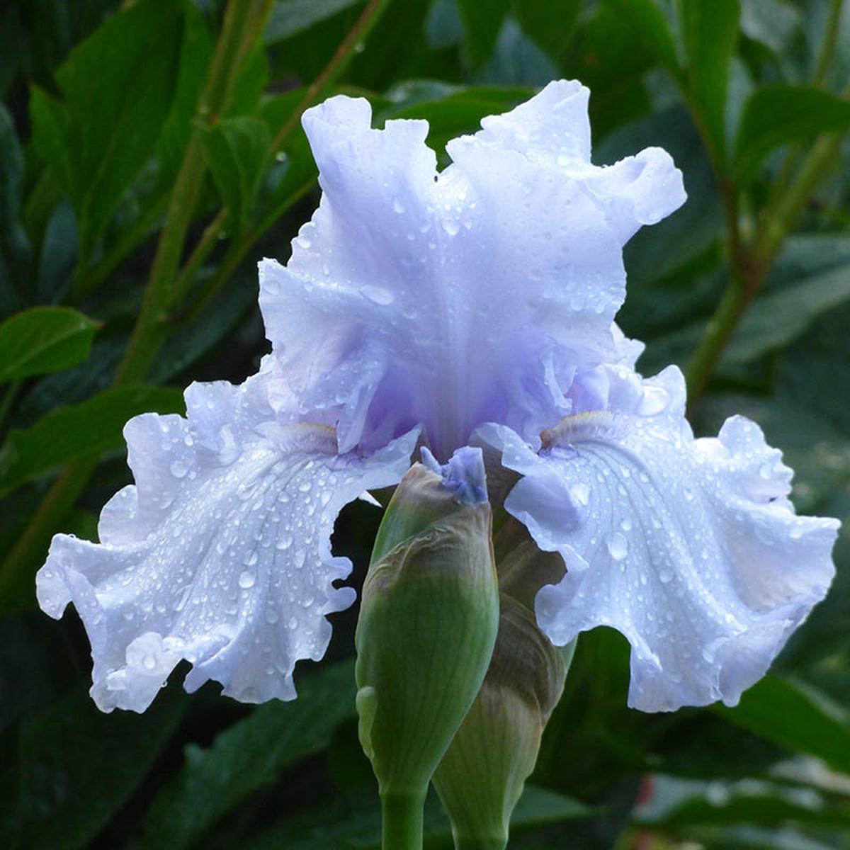 Silverado Bearded Iris