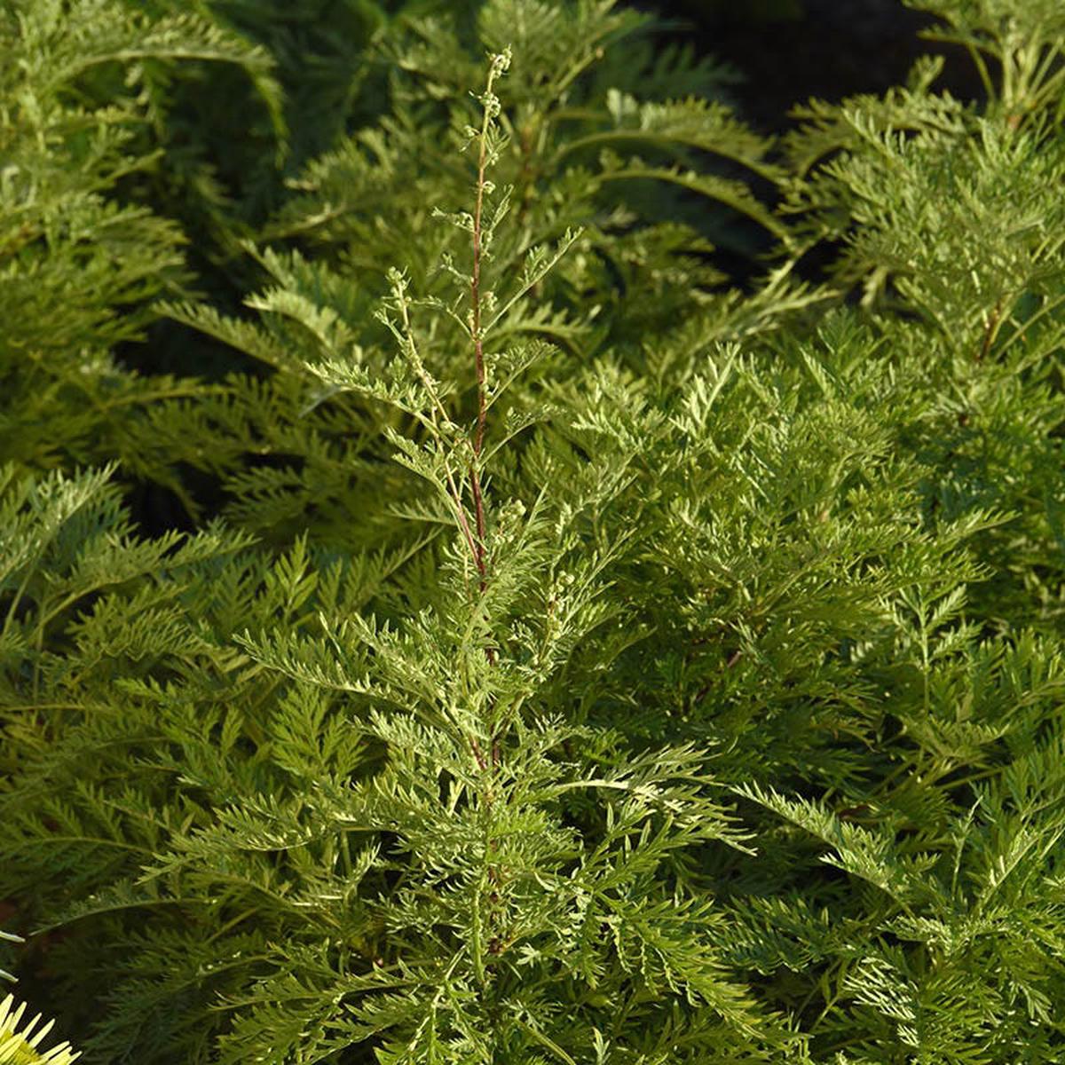 SunFern Arcadia Artemisia