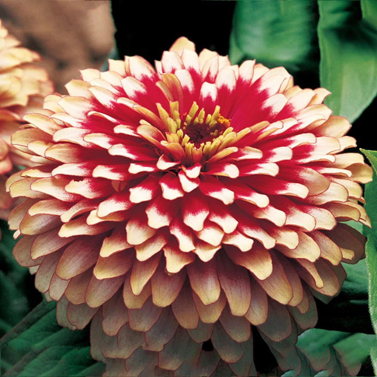 Swizzle Cherry & Ivory Zinnia Seeds