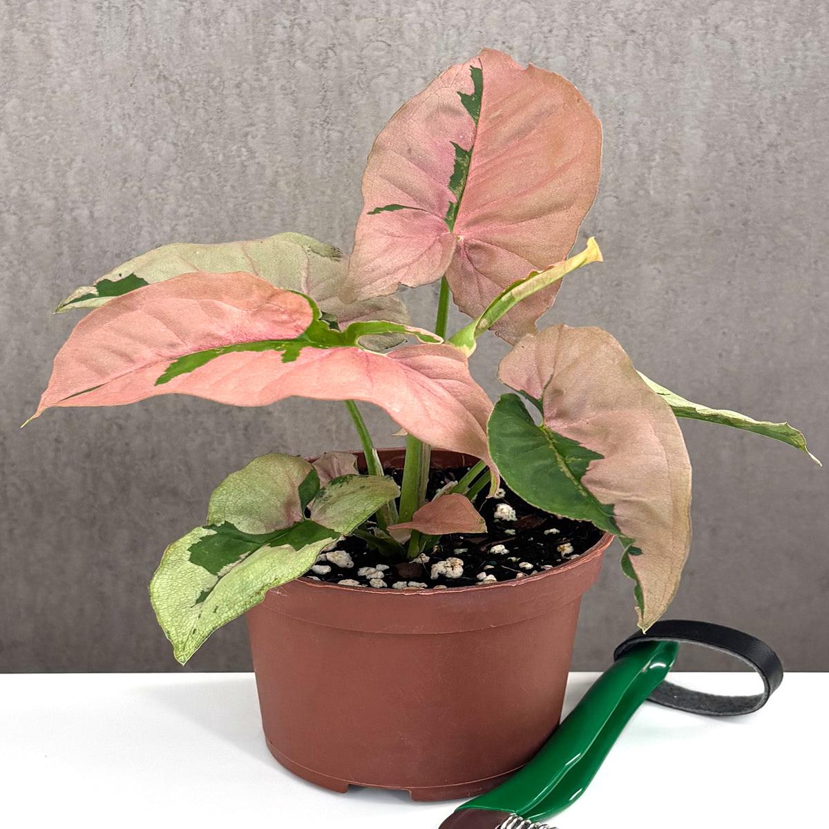 Syngonium Pink Lava