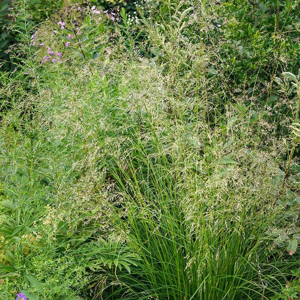 Tufted Hair Grass