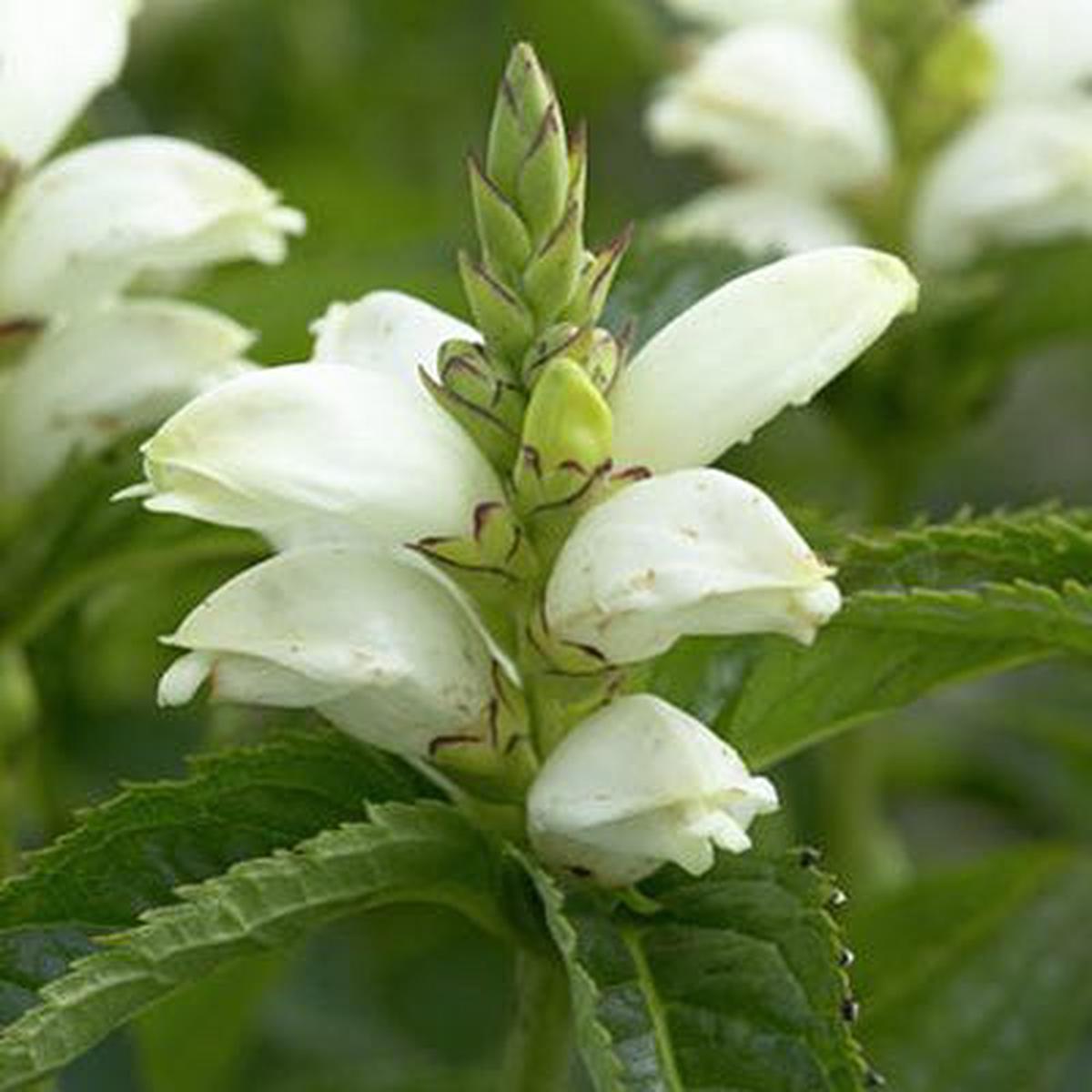 White Turtlehead Seeds
