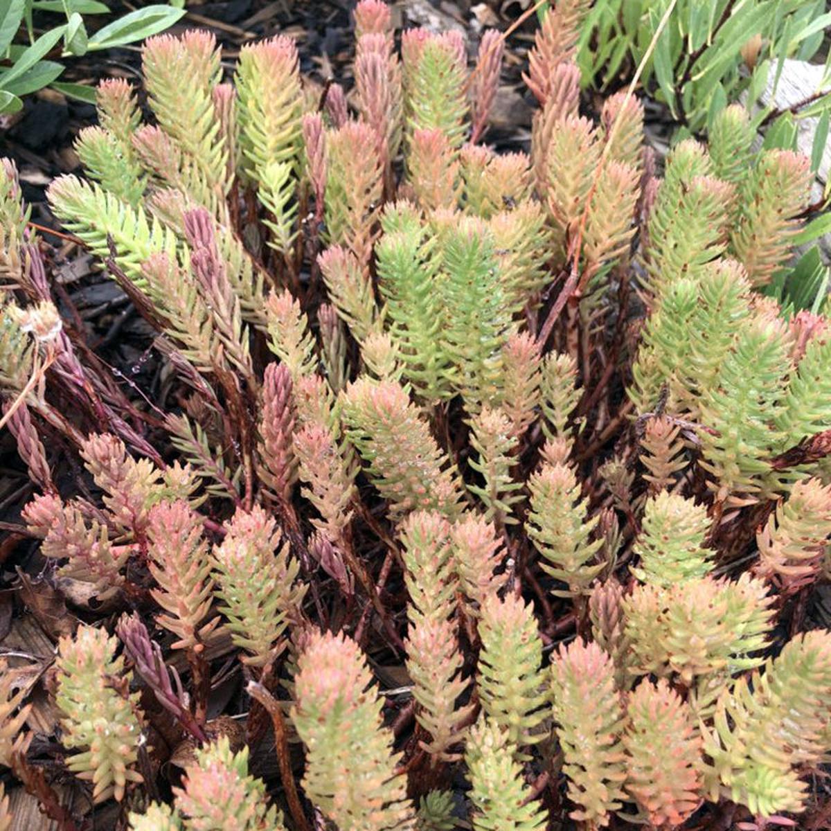 WINTER FIRE Rice Creek Sedum