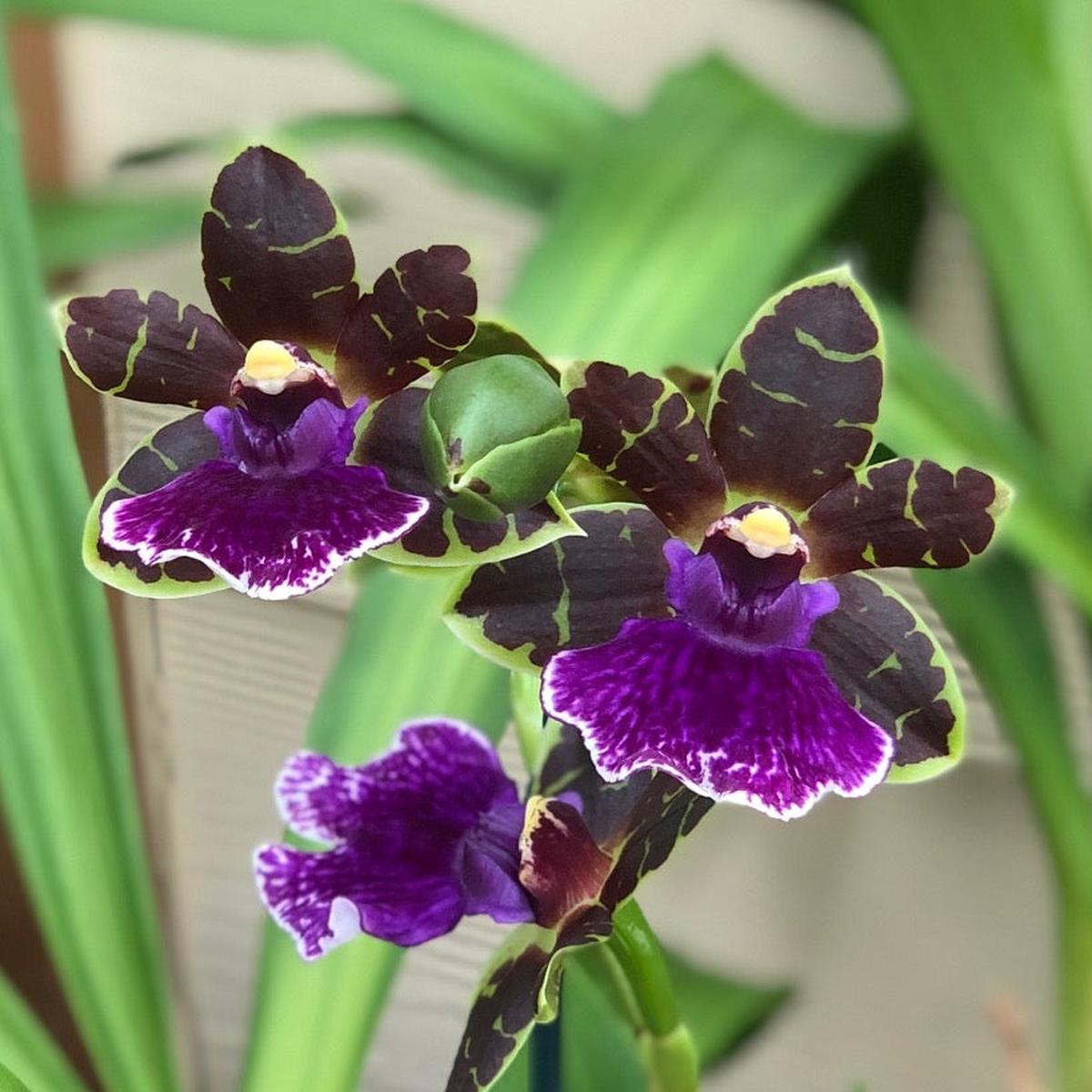 Zygo. Artur Elle 'Tombstone' (4" Pot) - Buds