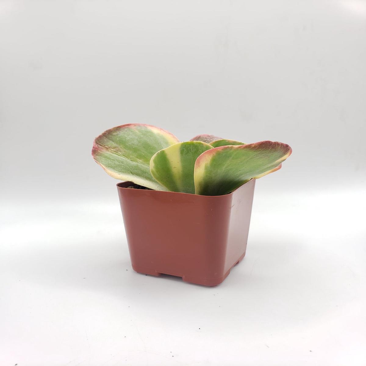 #100 Kalanchoe Flapjack Variegated