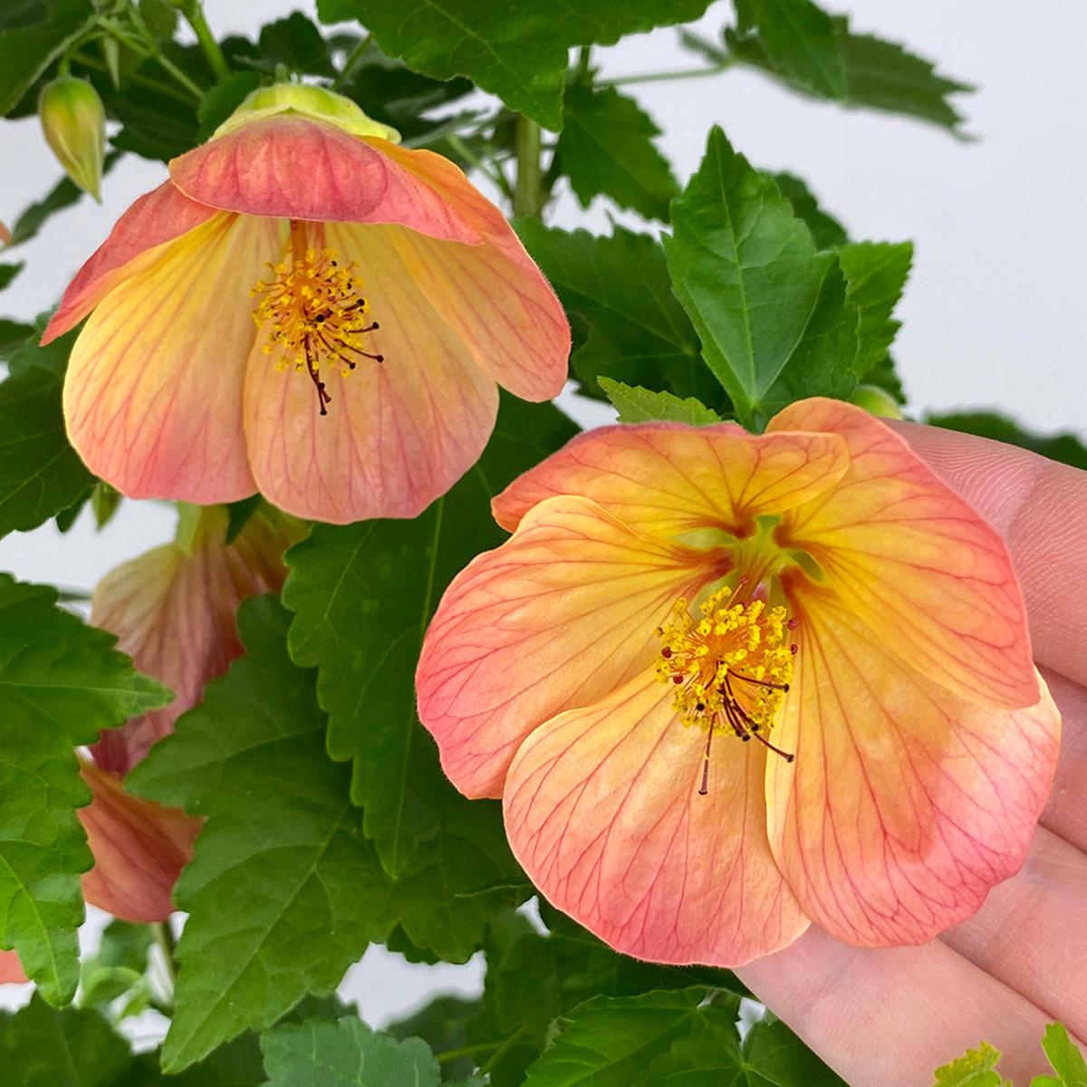 Abutilon Tiger Lily (Abutilon hybrid)