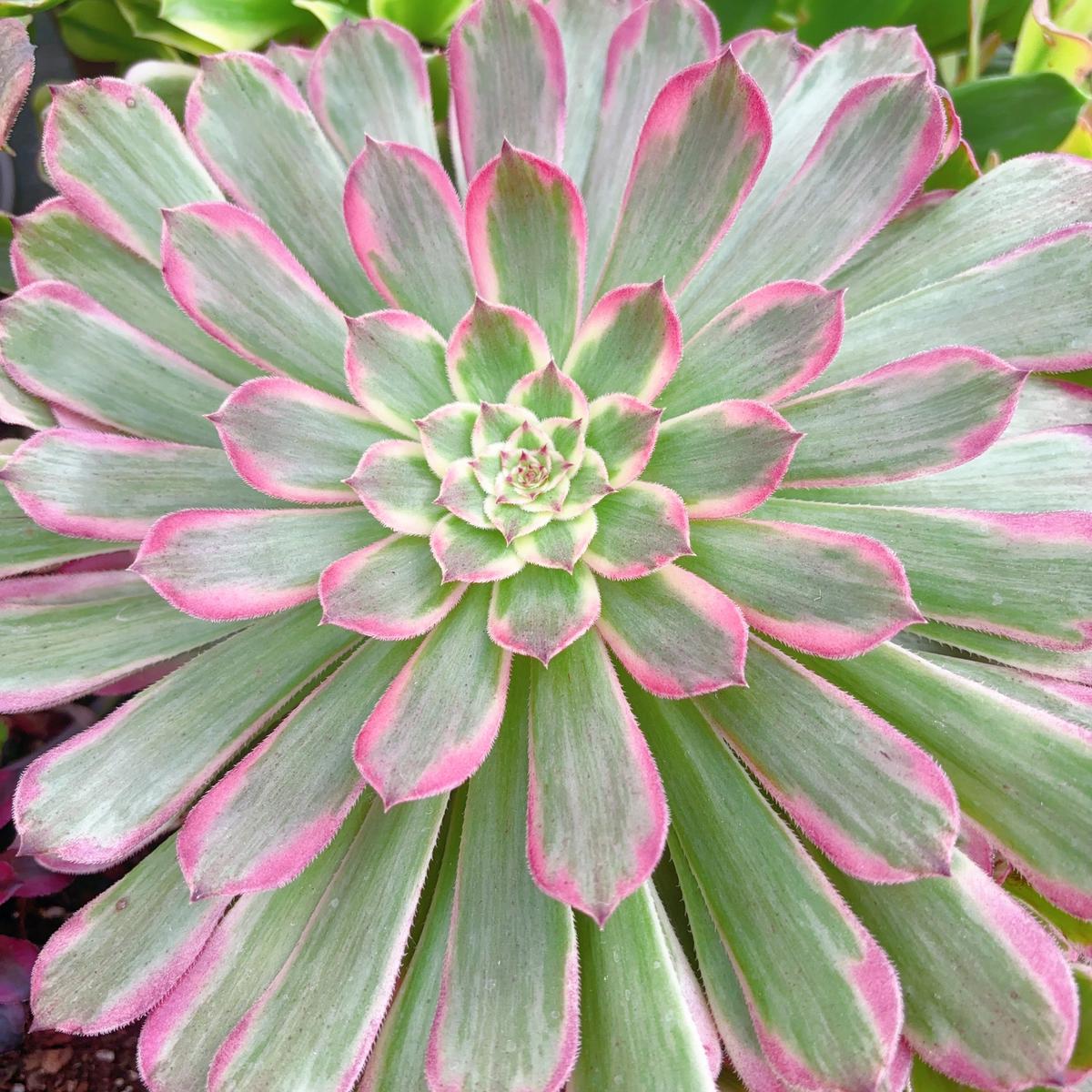Aeonium Zwartkin the PinkSingle Head 13cm
