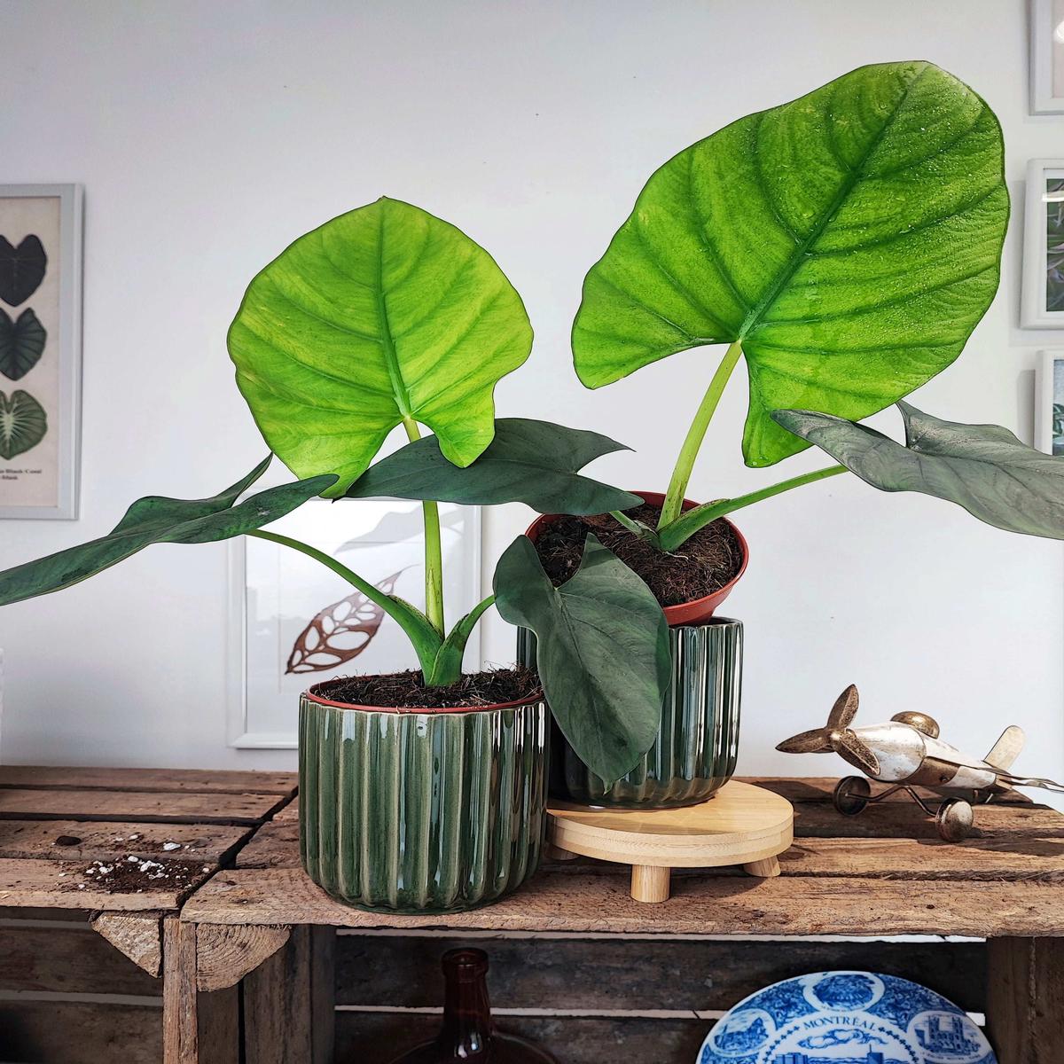 Alocasia Scabriuscula  Bb bouture tropicale