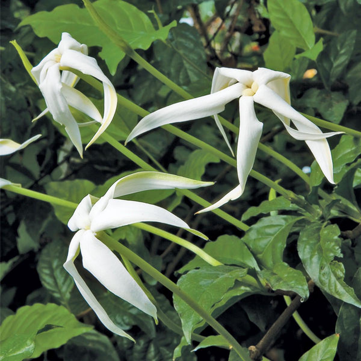 Angel of the Night (Randia ruiziana)