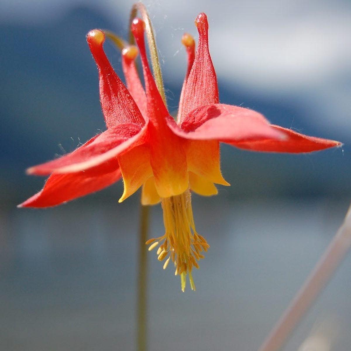 Arizona Columbine