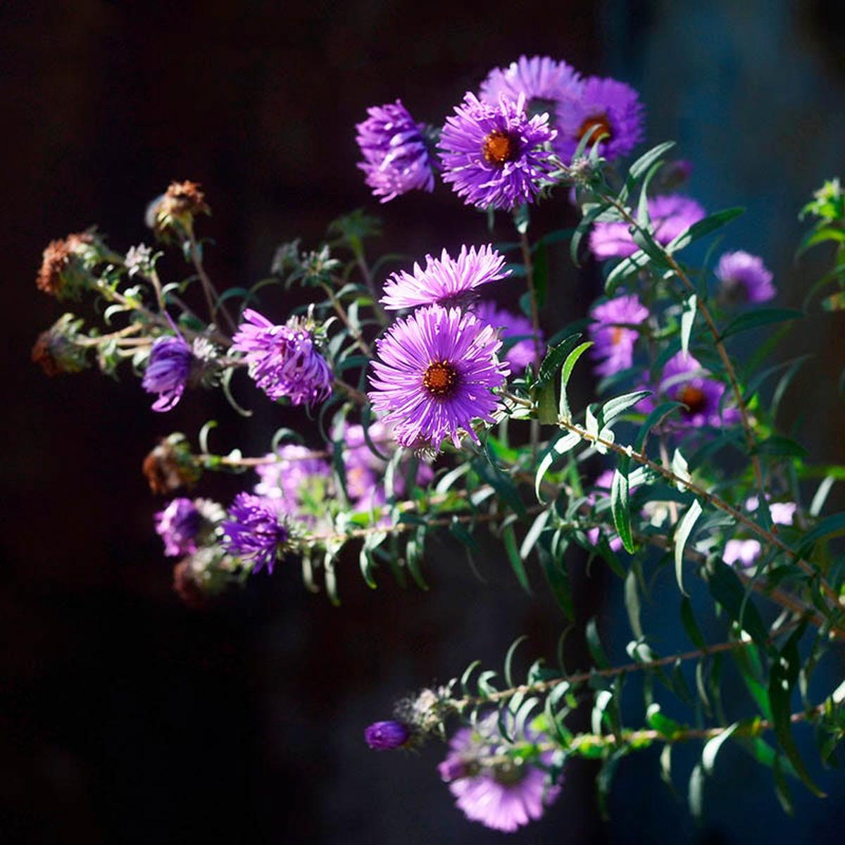 Aromatic Aster