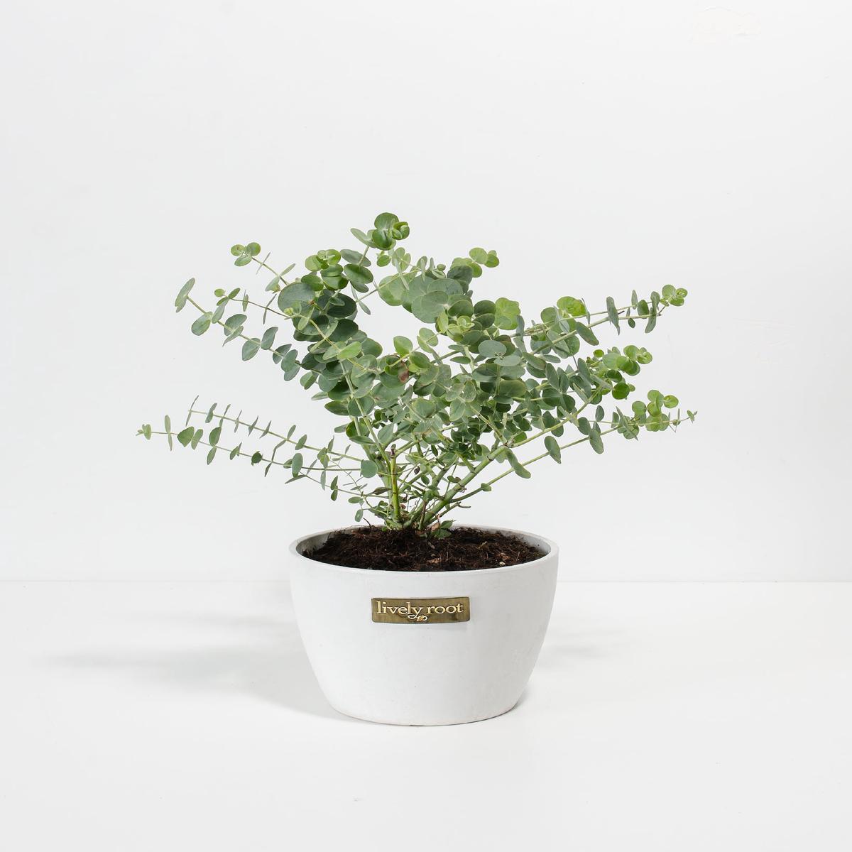 Baby Blue Eucalyptus