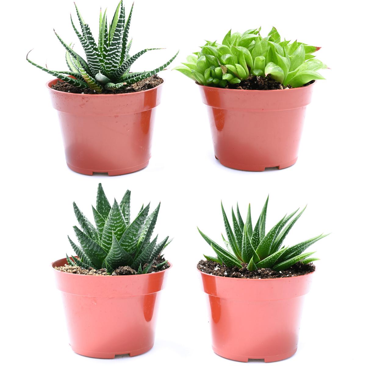 Beginners Collection (Indoors Only) - 4 inch containers