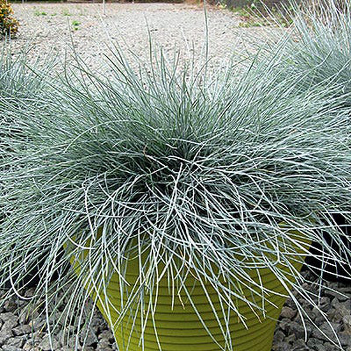 Blue Fescue Grass Beyond Blue
