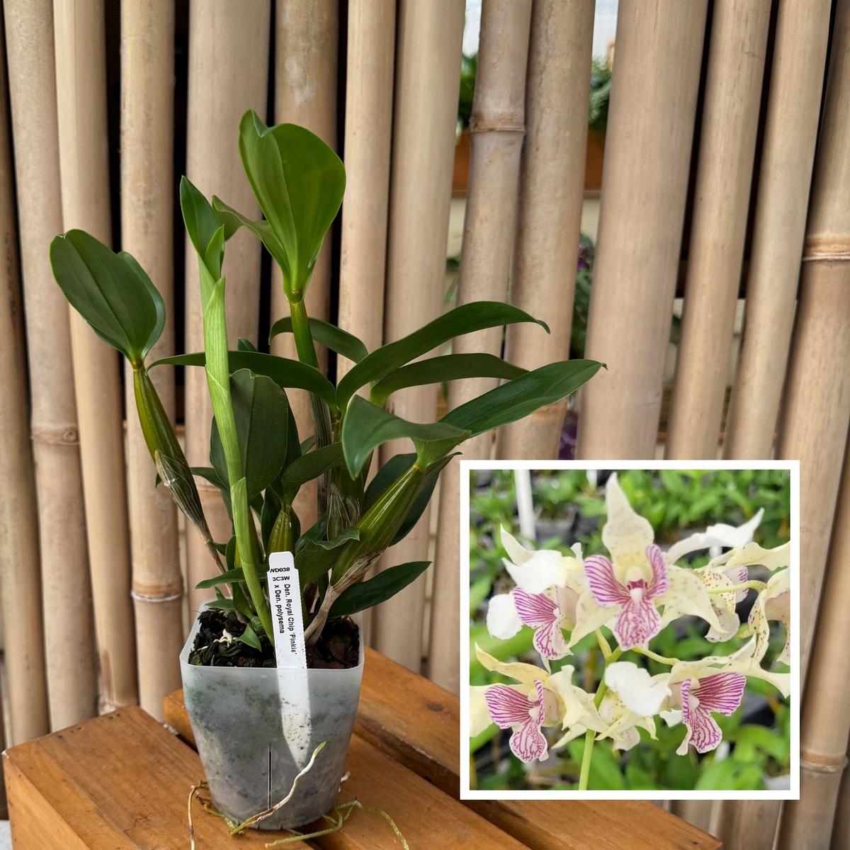 Den. Royal Chip 'Pinkie' x Den. polysema (4" Pot) - Not Blooming