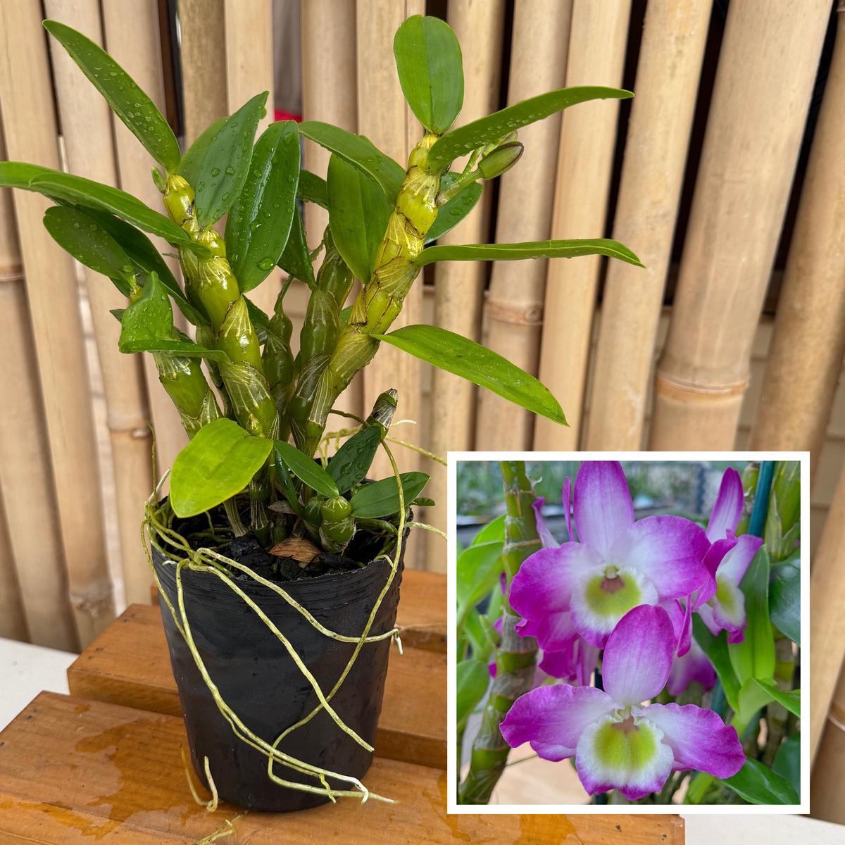 Den. Tdares Angel Emperor 'Taichung #4 FM Jadeite' (4" Pot) - Not Blooming