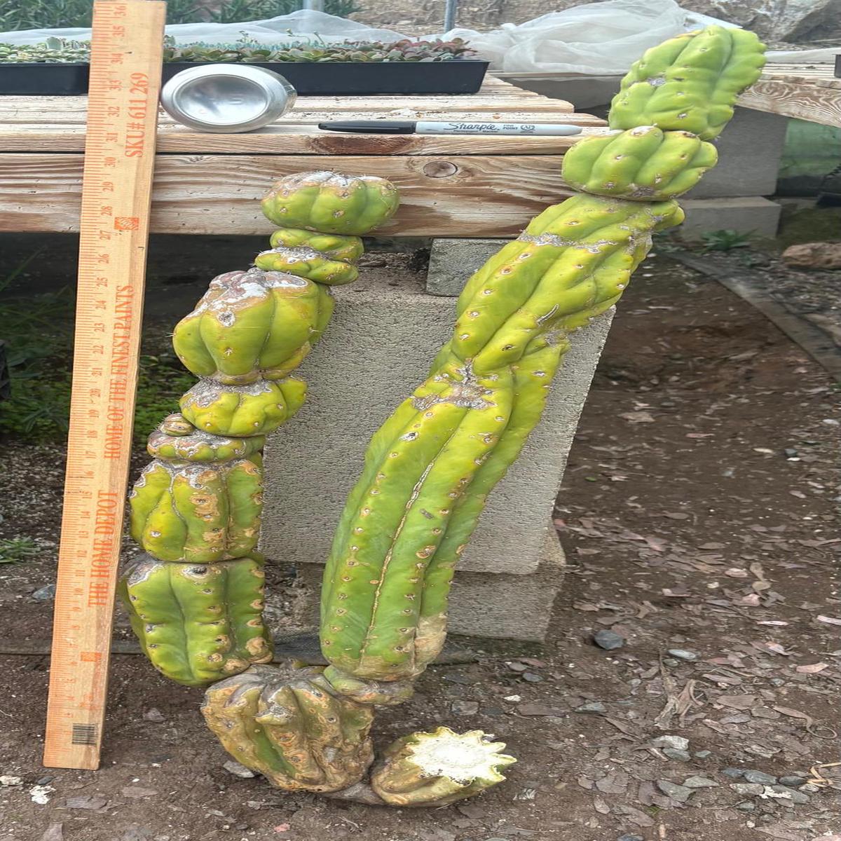 #EC143 EXACT Trichocereus Pachanoi PC Cactus Cutting 35
