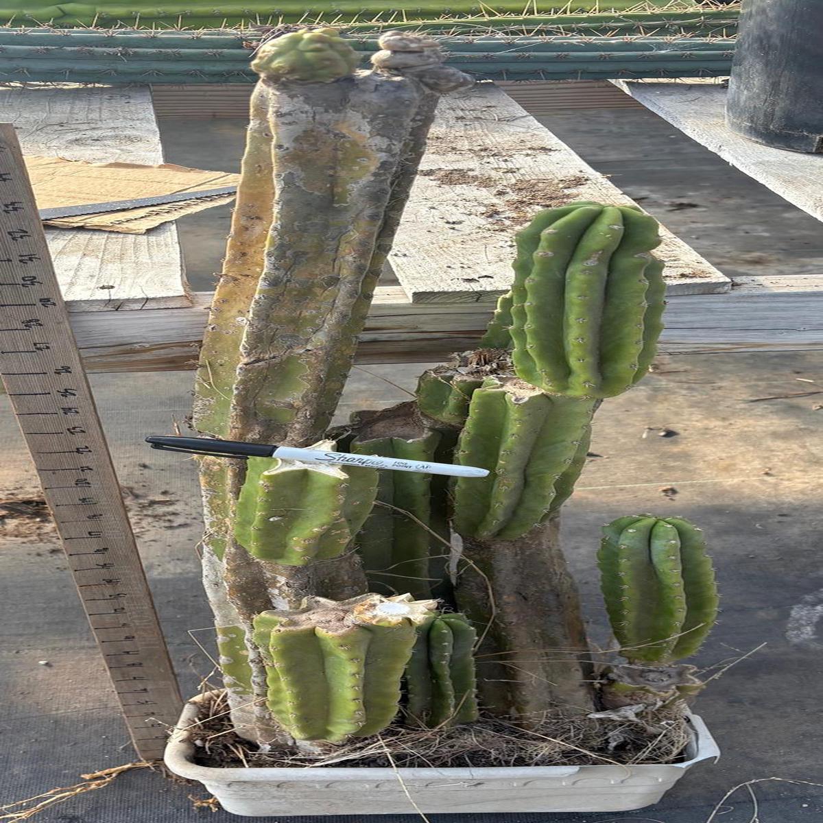 #EC25 EXACT Trichocereus Pachanoi "PC" Cactus Tree 3 or so