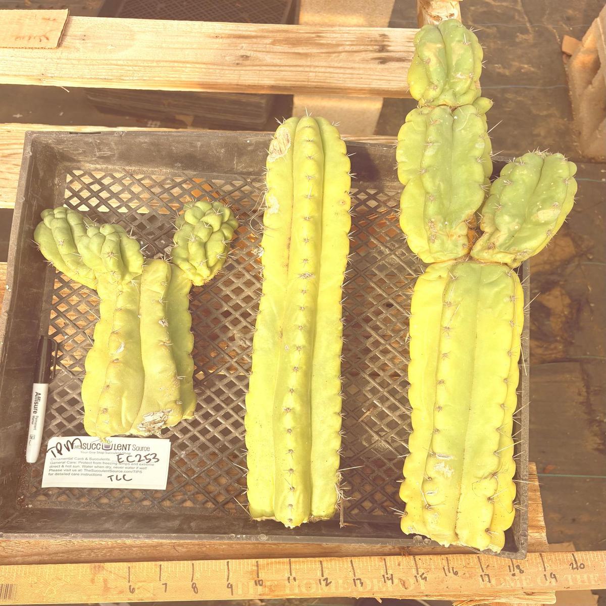 #EC253 EXACT Trichocereus Pachanoi Monstrose TPM TLC Cactus CUTTING LOT
