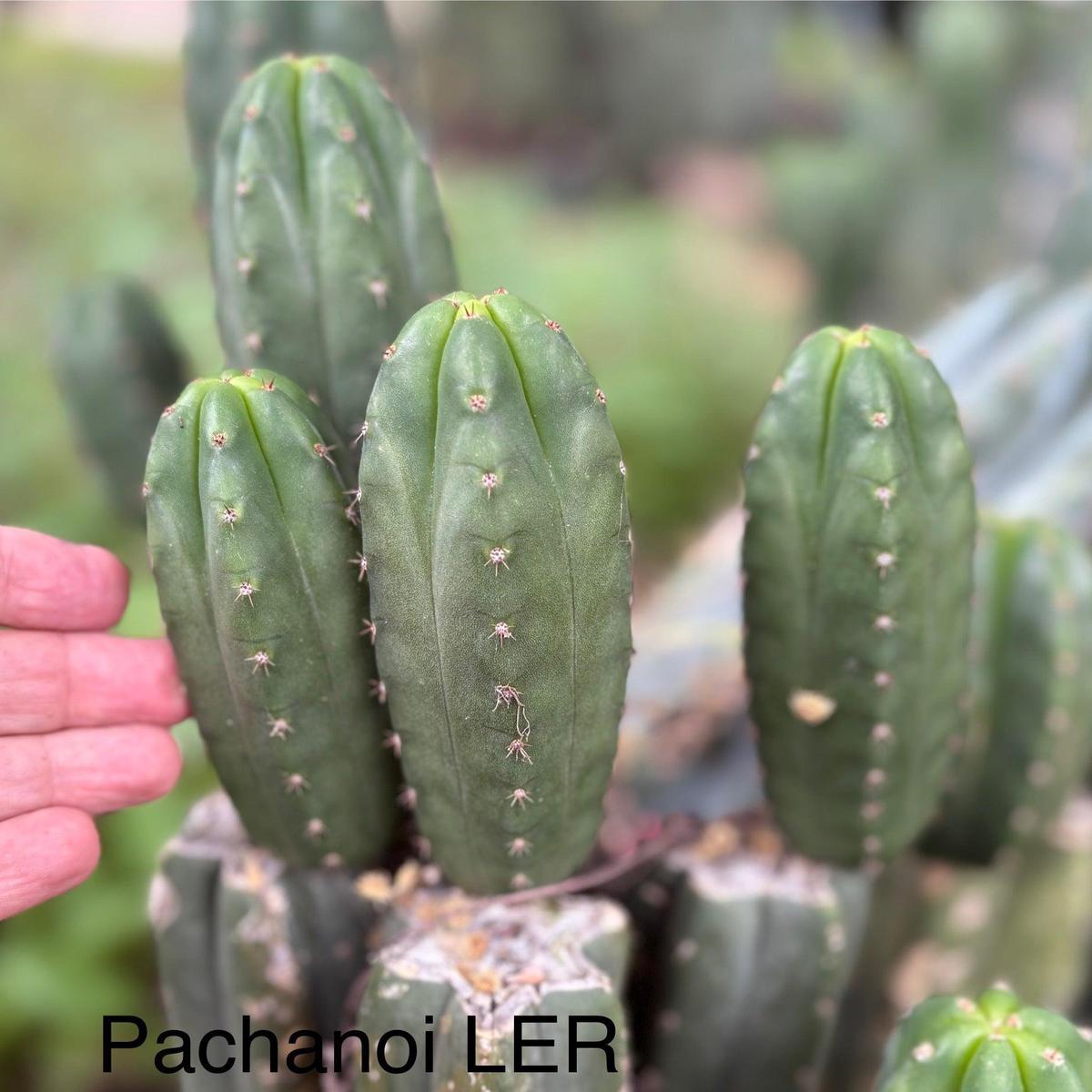 #EC313 EXACT Trichocereus Pachanoi LER Cactus Cutting 4-5