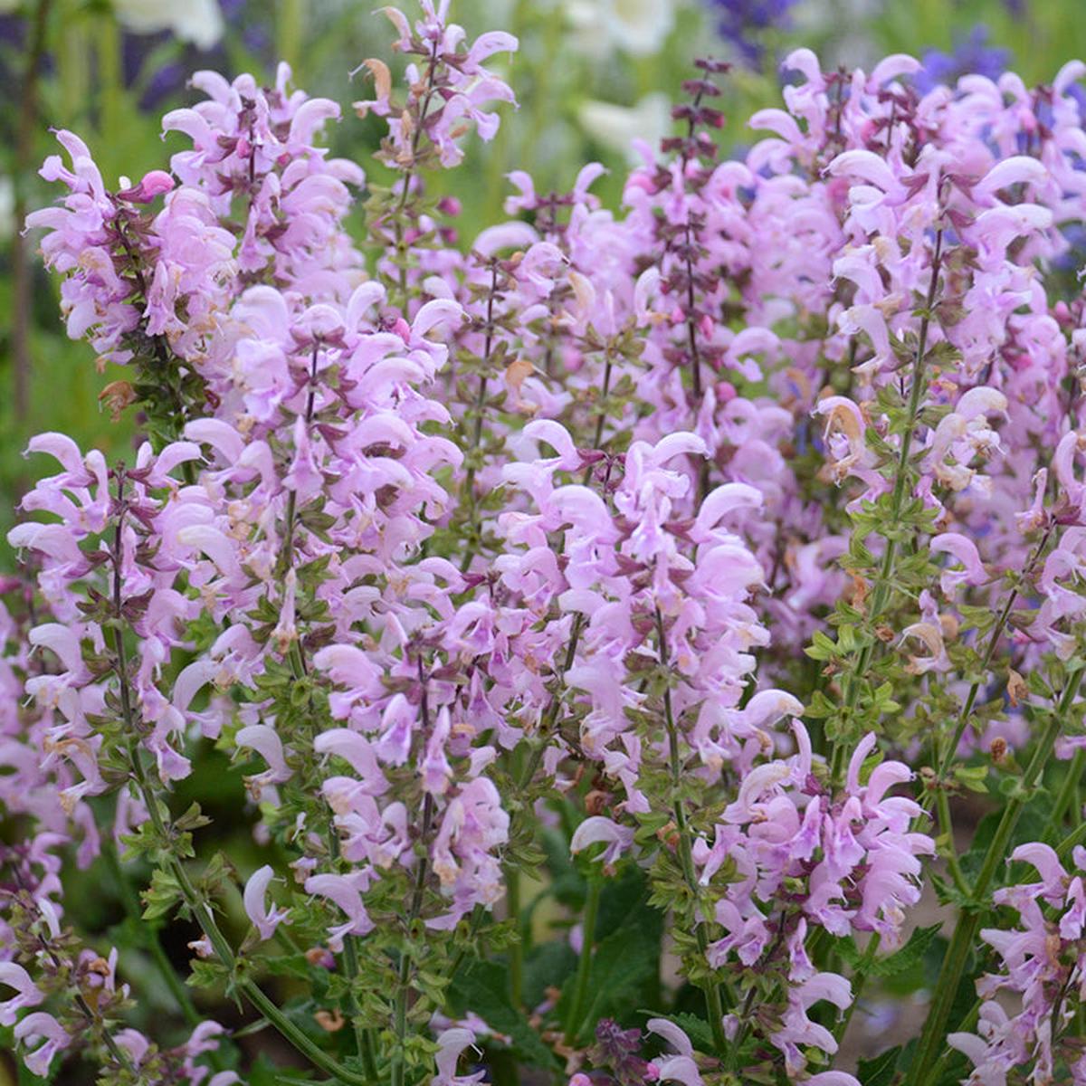 FASHIONISTA Ballerina Pink Meadow Sage