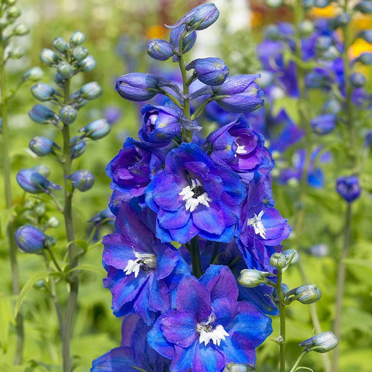 Guardian Blue Delphinium