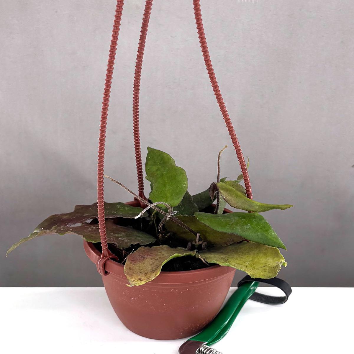 Hoya Caudata Big Green Leaf