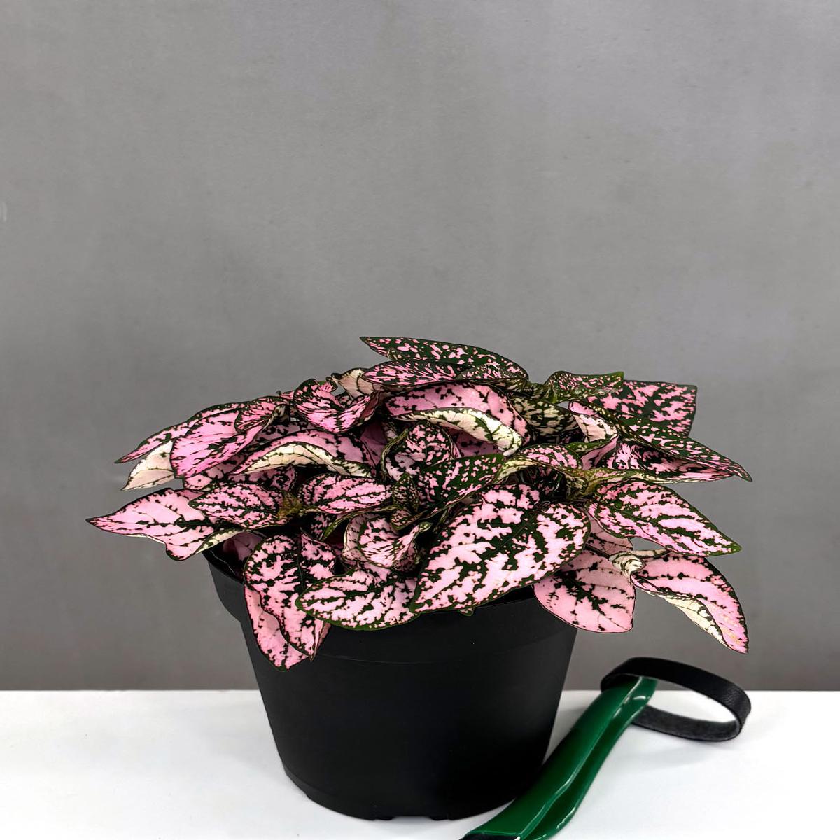 Hypoestes Pink