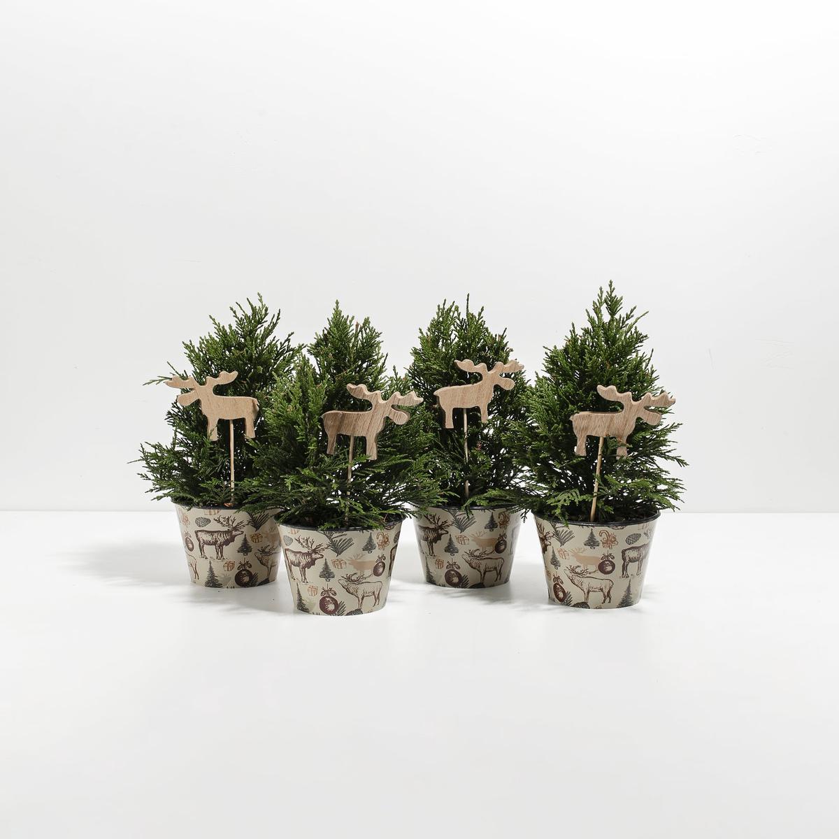 Mini Leyland Cypress 4-Pack