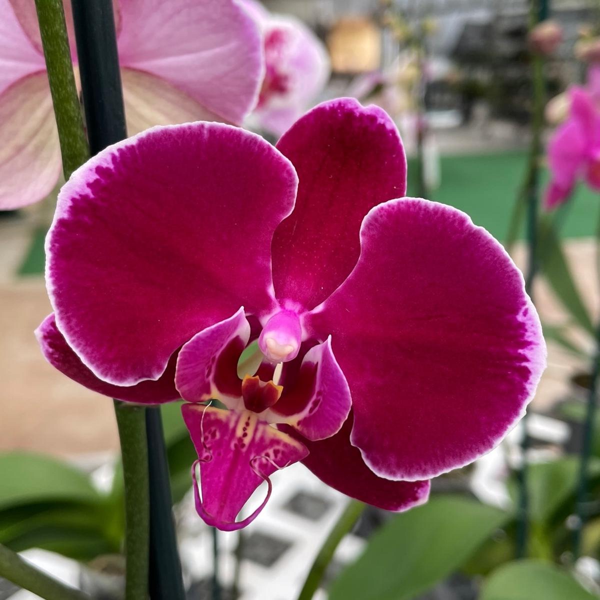 Phal. Bulls Eye