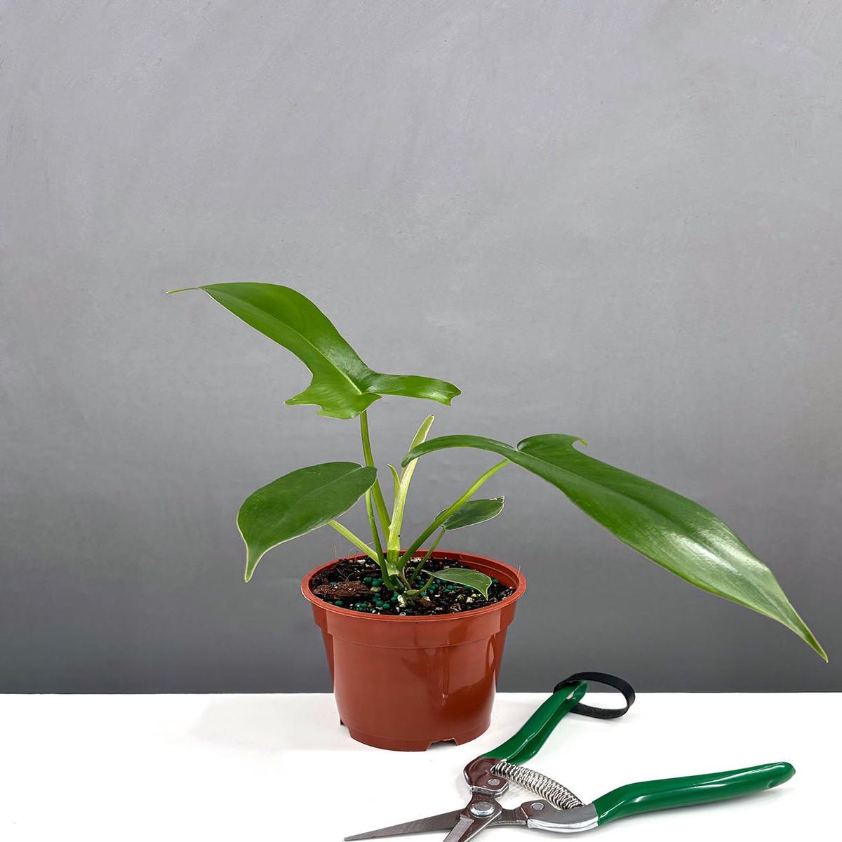 Philodendron Glad Hands