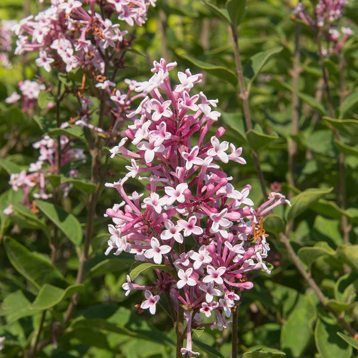 PINK ONREPEAT Littleleaf Lilac