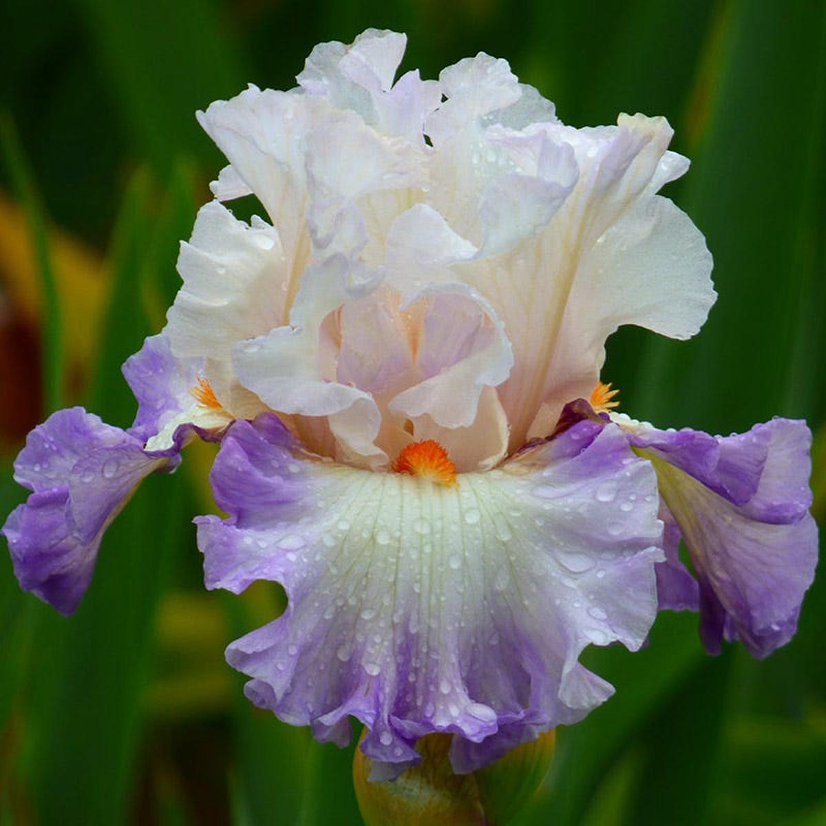 Polite Applause Bearded Iris