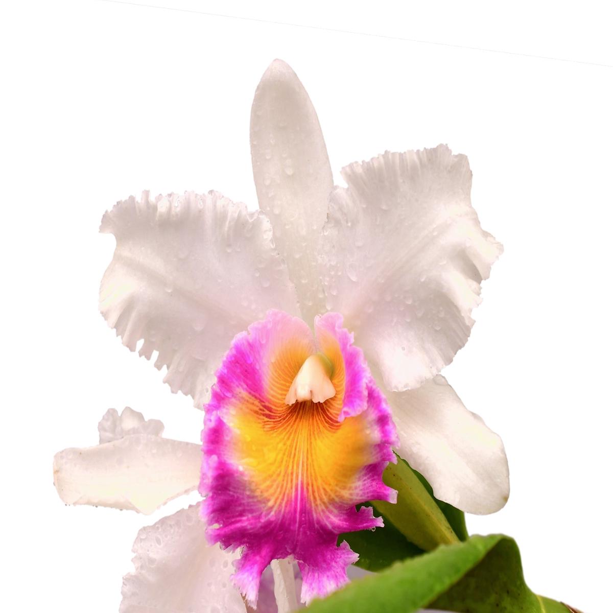 Rhyncholaeliocattleya Urbnflockr