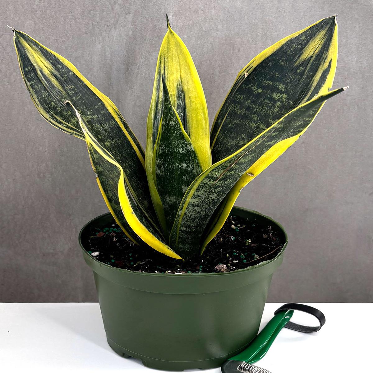 Sansevieria Golden Flame