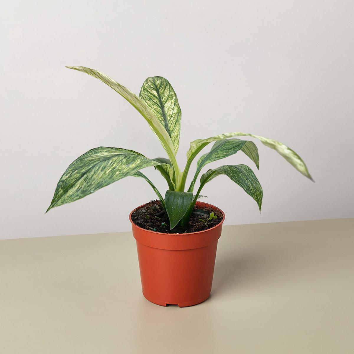 Spathiphyllum Jessica