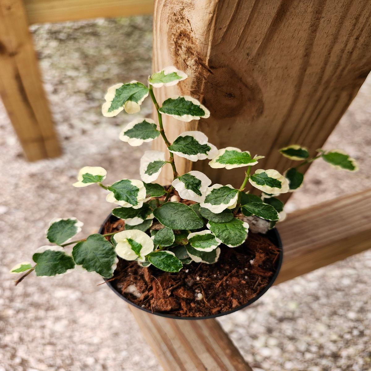 Variegated Creeping Fig