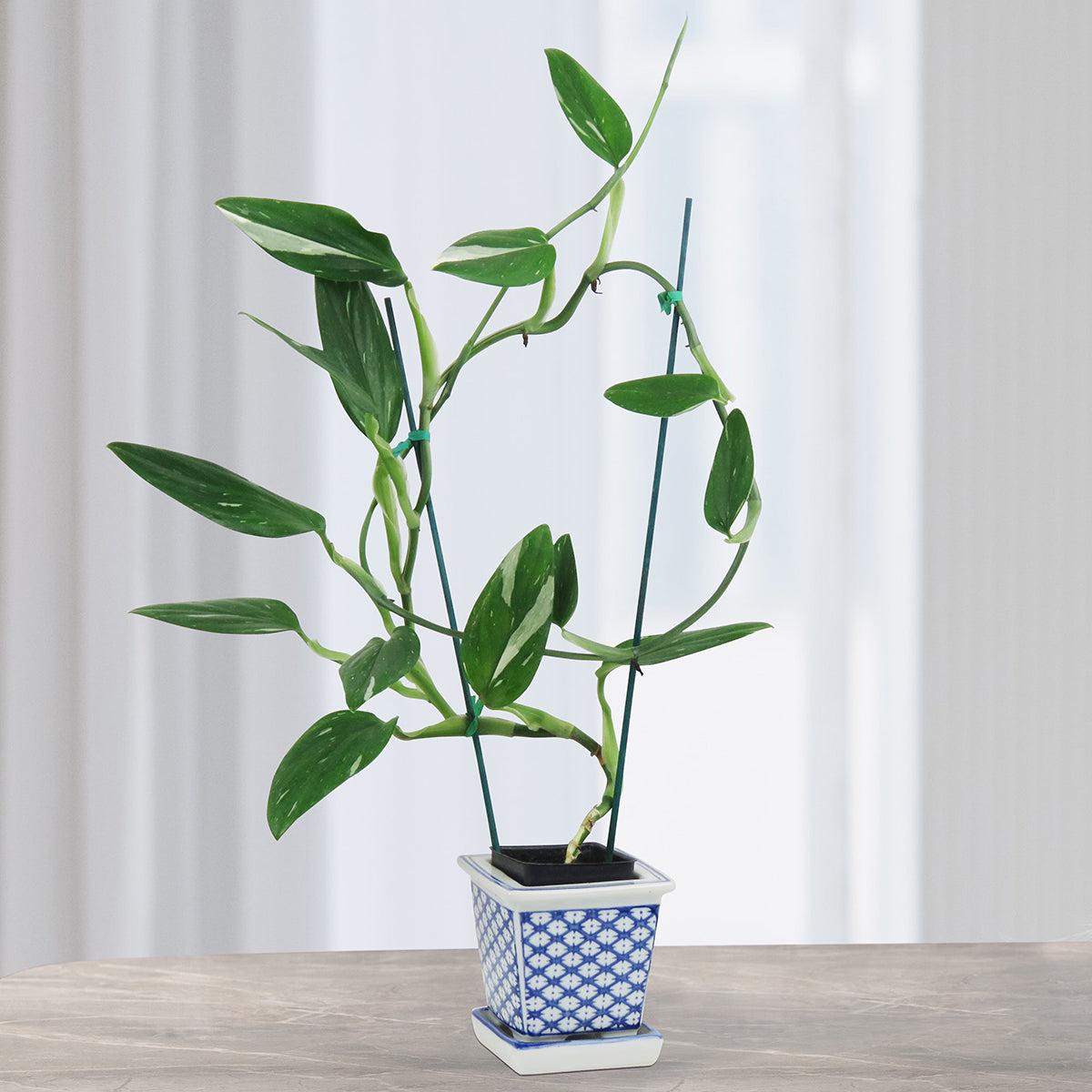 Variegated Monstera Standleyana (Monstera standleyana Albo Variegata)