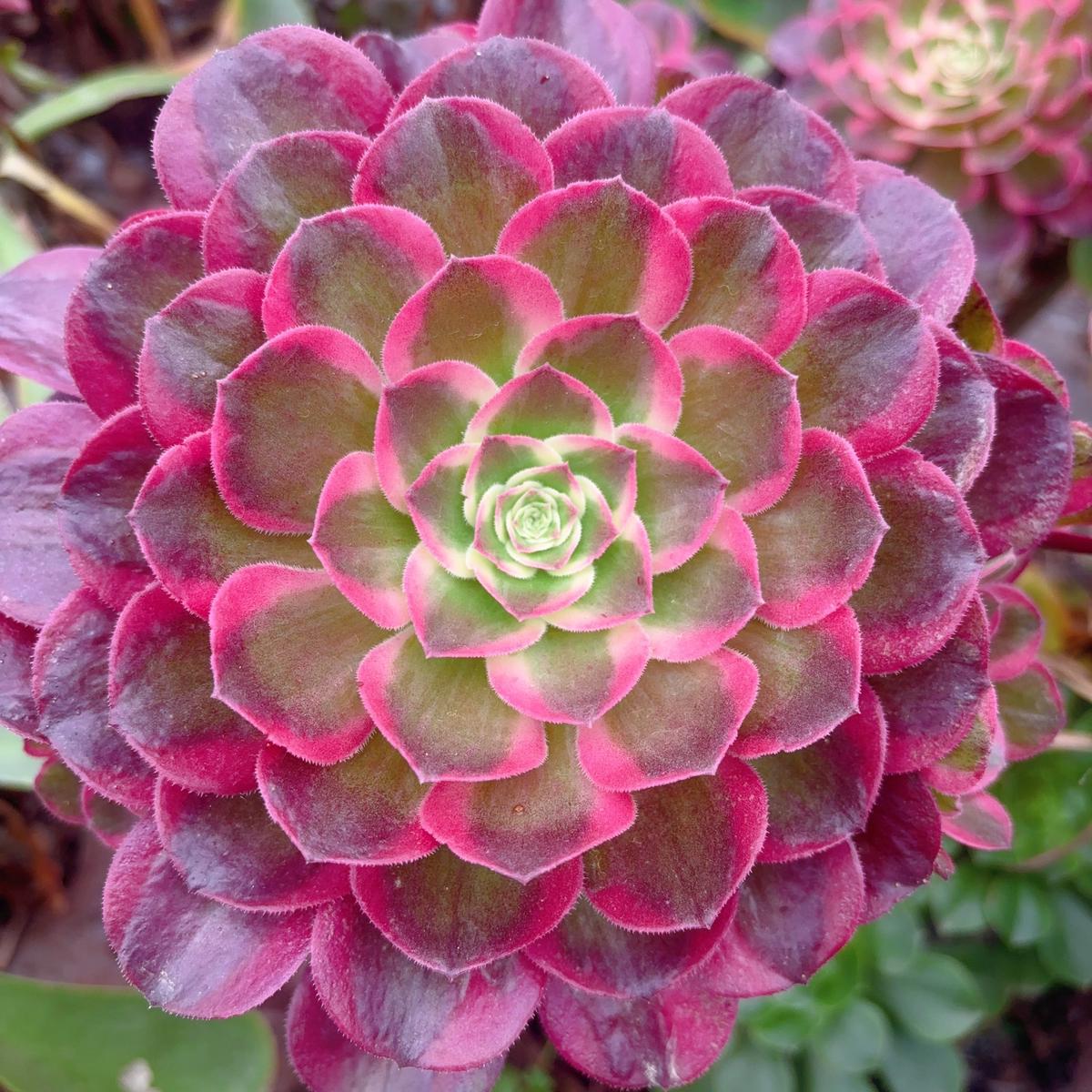 Aeonium BegoniaCuttingAbout 8-10cm