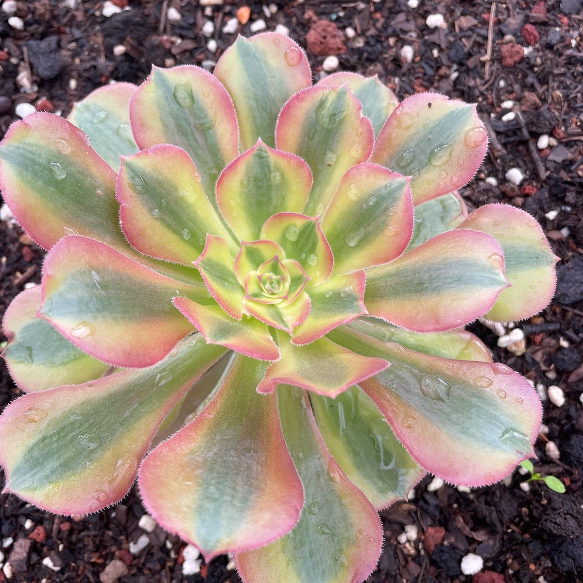 Aeonium LuoshenSingle Head With Root 13cm