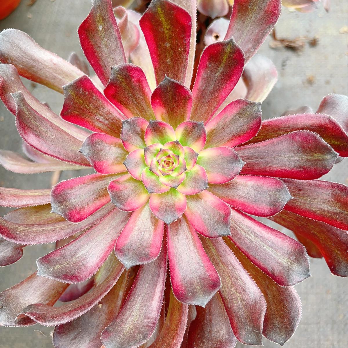 Aeonium TitanCutting 10cm