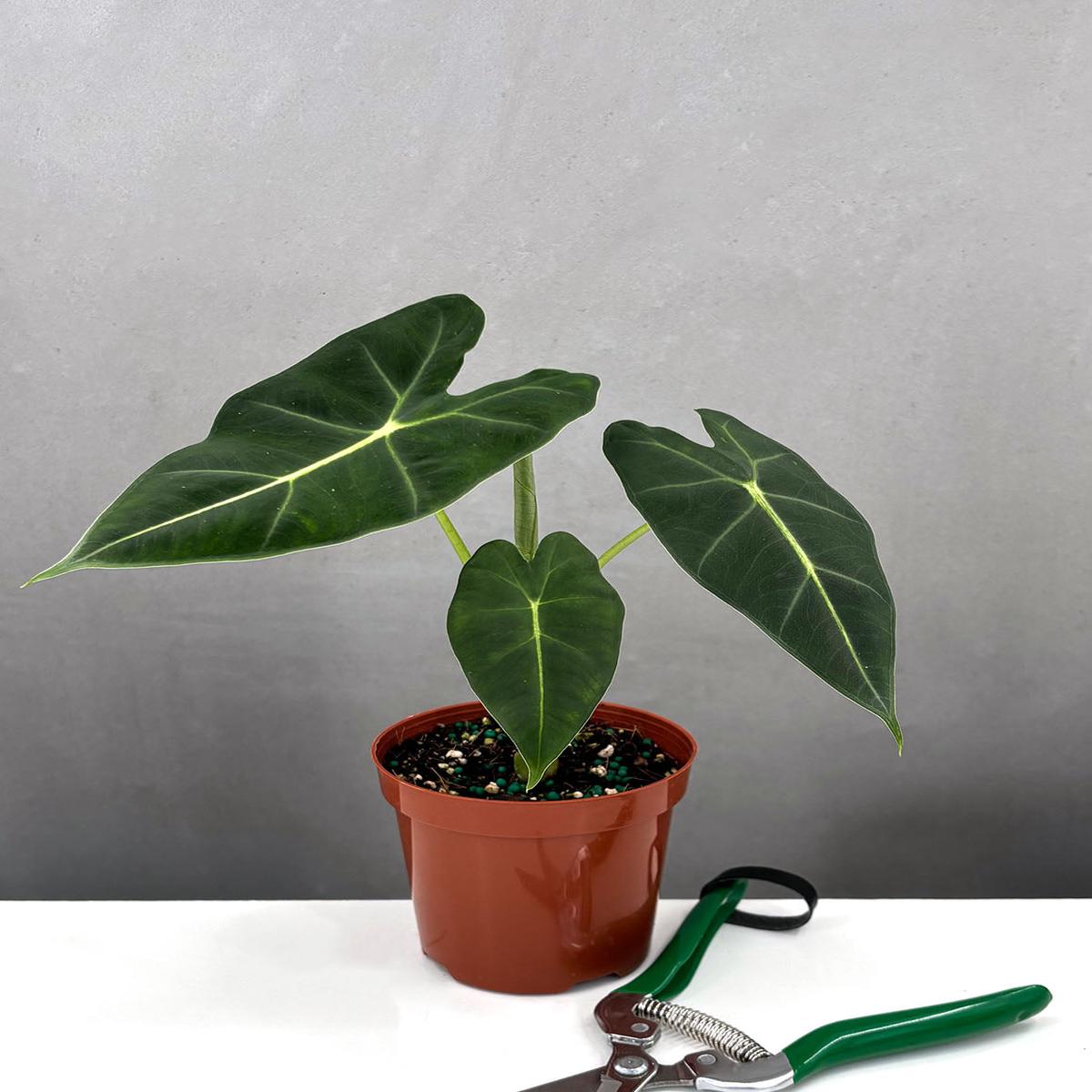 Alocasia Frydek