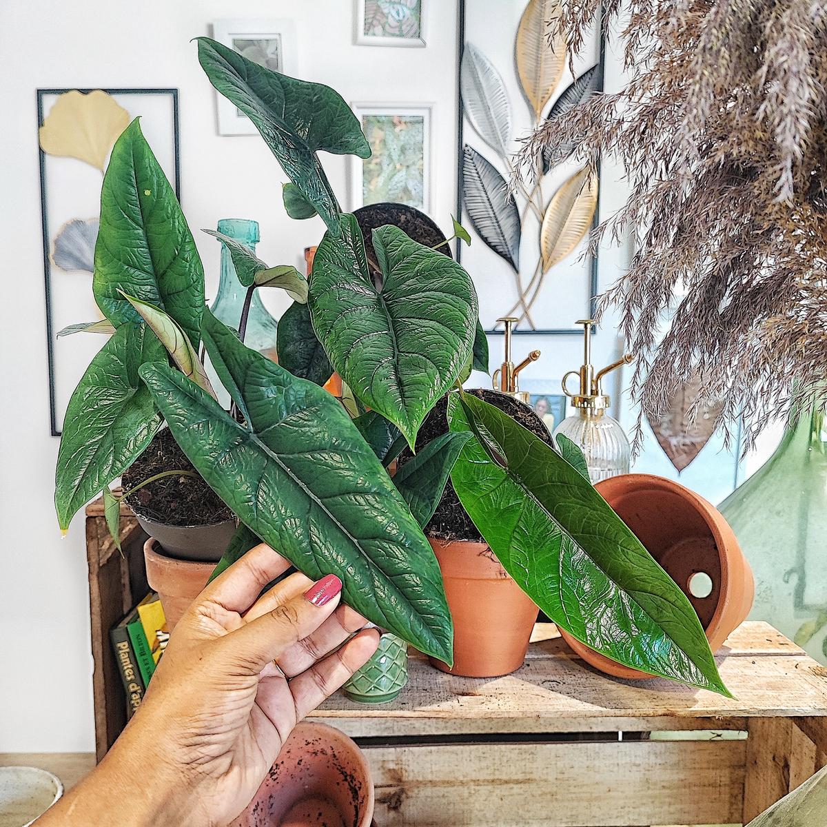 Alocasia Scalprum  3/5 feuilles