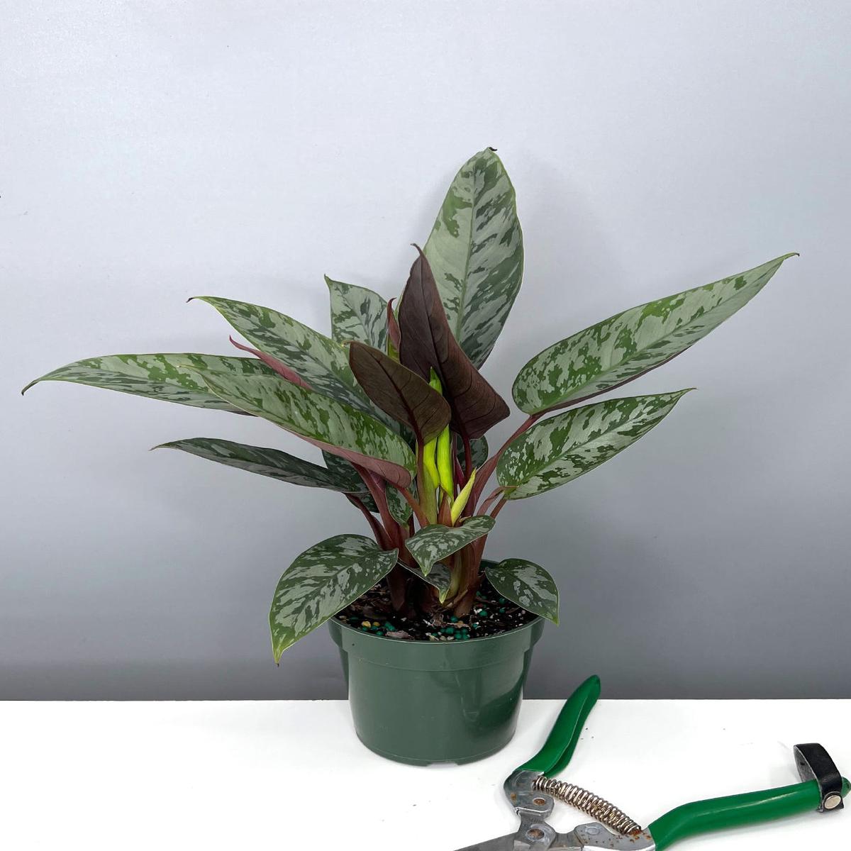 Apoballis Acuminatissima Lavallaei