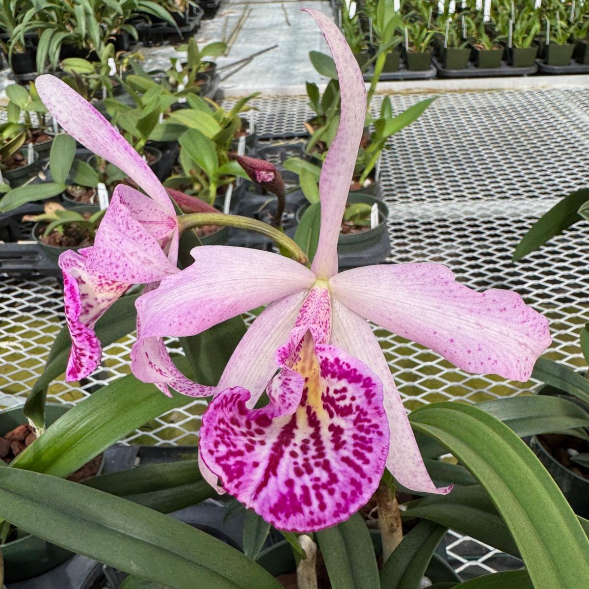Bc. Yu Toung Star 'No. 1' (5.5" Pot) - Buds