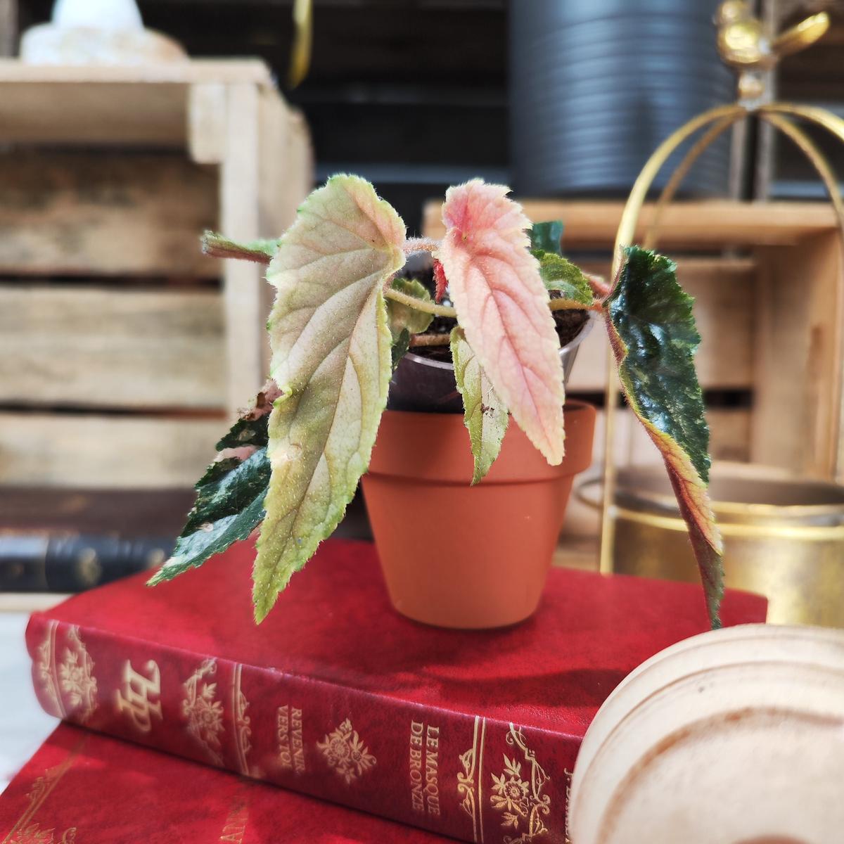 Begonia Ginny Galaxy Variegated